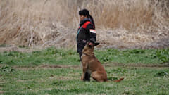 JKC (ジャパンケンネルクラブ)公認　訓練士を目指したい方