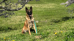 動物取扱者資格取得のため、実務経験が必要な方