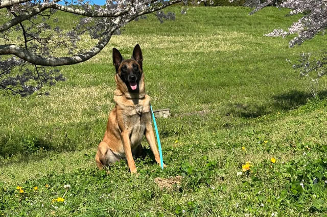 動物取扱者資格取得のため、実務経験が必要な方