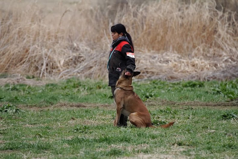JKC (ジャパンケンネルクラブ)公認　訓練士を目指したい方