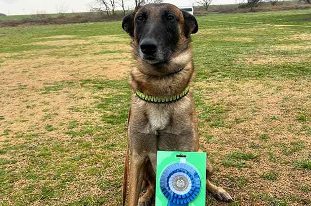 ドッグトレーナー中級