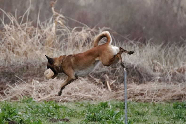 ドッグトレーナー初級