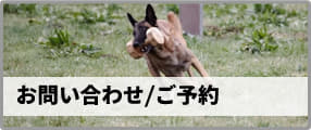ドッグトレーニングスクール Luuna　千葉市へのお問い合わせ・ご予約はこちら