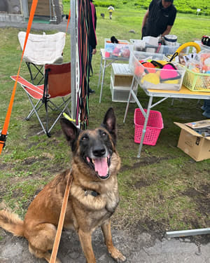 Dog animal trainer school Luuna Luuna　千葉市